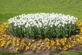 Beautiful white tulips and violets in the park. Spring concept.