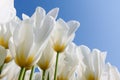 Beautiful white tulips with a yellow heart