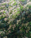 Beautiful white tung flowers blooming in spring The tung tree flowers