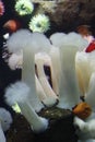 Beautiful White Underwater Mushrooms