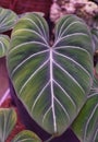 Beautiful white vein leaf of Philodendron Gloriosum, a popular exotic houseplant