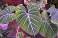 Beautiful white veiny leaf of Philodendron Gloriosum Royalty Free Stock Photo