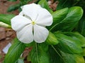 Beautiful white vinca rosea flower in plant