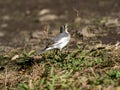 Beautiful White Wagtail captured in Izumi Forest in Yamato, Japan