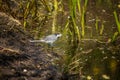 A beautiful white wagtail standing in the mud of the pond shore. Bird drinking from a pond in spring. Royalty Free Stock Photo