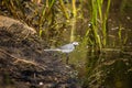 A beautiful white wagtail standing in the mud of the pond shore. Bird drinking from a pond in spring. Royalty Free Stock Photo