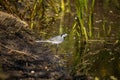 A beautiful white wagtail standing in the mud of the pond shore. Bird drinking from a pond in spring. Royalty Free Stock Photo