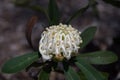 Beautiful white waratah flower close up. Telopea waratah inflorescence close up Royalty Free Stock Photo