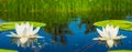 Beautiful white water lilies floating on a lake Royalty Free Stock Photo