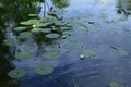 Beautiful white water lilies and green leaves in pond Royalty Free Stock Photo