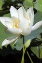 Beautiful white water lilies Royalty Free Stock Photo