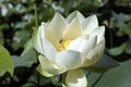 Beautiful white water lilies Royalty Free Stock Photo