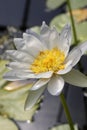 Beautiful white water lilies Royalty Free Stock Photo