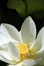 Beautiful white water lilies Royalty Free Stock Photo