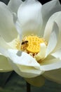 Beautiful white water lilies Royalty Free Stock Photo