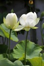 Beautiful white water lilies Royalty Free Stock Photo