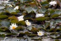 Beautiful white water lillies in full bloom Royalty Free Stock Photo