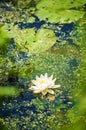 White water lilly and lilly pads in pond Royalty Free Stock Photo