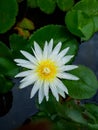 Blossom White Water Lily on The Pond at Buddhist monastery.