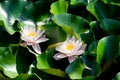 Beautiful white water lily Royalty Free Stock Photo