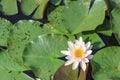 Beautiful white water lily