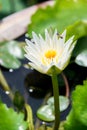 Beautiful white water lily with bee Royalty Free Stock Photo