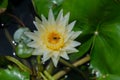Beautiful white water lily with bee Royalty Free Stock Photo
