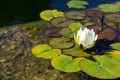 Beautiful white water lily bloom, natural swimming pool, relaxation meditation