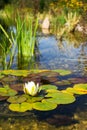 Beautiful white water lily bloom, natural swimming pool, relaxation meditation Royalty Free Stock Photo