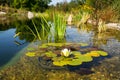 Beautiful white water lily bloom, natural swimming pool, relaxation meditation