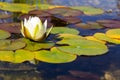 Beautiful white water lily bloom, natural swimming pool, relaxation meditation Royalty Free Stock Photo