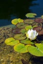 Beautiful white water lily bloom, natural swimming pool, relaxation meditation Royalty Free Stock Photo