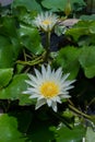 Beautiful white water lily Royalty Free Stock Photo