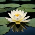 Beautiful white water lily on dark water surface with green leaves Royalty Free Stock Photo