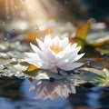 Beautiful white water lily with dew drops on the water surface Royalty Free Stock Photo