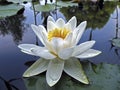 Beautiful white water lily in drops of water close-up Royalty Free Stock Photo