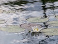 Beautiful and white water lily flower on the lake, green leaves and sky glare Royalty Free Stock Photo