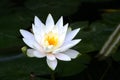 White water lily flower in the lake .Nymphaea reflection in the pond Royalty Free Stock Photo