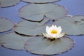 Beautiful white water Lily. White flower with yellow center on the pond. Flowering water lilies on the lake Royalty Free Stock Photo