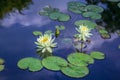 Beautiful white water lily flowers Royalty Free Stock Photo