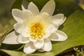 Beautiful white water lily on the green leaf close up Royalty Free Stock Photo