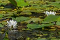 Beautiful white water lily and green liliy pads on the water Royalty Free Stock Photo