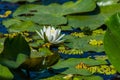 Beautiful white water lily and green liliy pads on the water Royalty Free Stock Photo