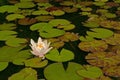 Beautiful white water lily with green and yellow leaves in a pond Royalty Free Stock Photo