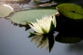 Beautiful white water lily lotus flower blooming on water surface. Reflection of lotus flower on water pond Royalty Free Stock Photo