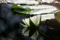 Beautiful white water lily lotus flower blooming on water surface. Reflection of lotus flower on water pond Royalty Free Stock Photo