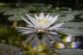 Beautiful white water lily or lotus flower with delicate petals is reflected in a pond. The nymphaea Nymphaea Marliacea Rosea and Royalty Free Stock Photo