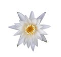 Beautiful white water lily or lotus flower in pond on white background Royalty Free Stock Photo