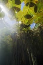 Water lily nuphar lutea Underwater shot, Underwater landscape