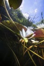 White Water lily nuphar lutea, Underwater landscape